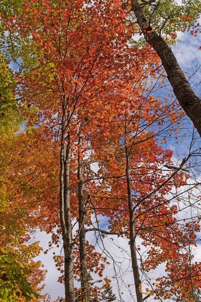 Brilliant Reds Fall Forest Sturgeon River Preserve Vanderbilt Michigan Stock Image