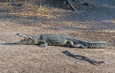 Botswana 'daki Teh Chobe Nehri kıyısında Nil Timsahı Serinliyor