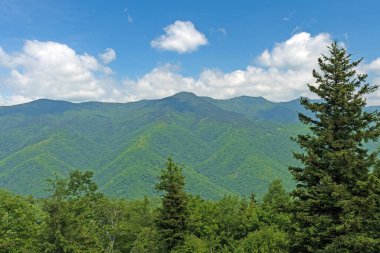 Kuzey Carolina 'daki Blue Ridge Parkway' de Mitchell Dağı 'nın panoramik ve yeşil manzarası