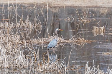 A Great Blue Heron in a Mississippi River Lagoon in Goose Island State Park in Wisconsin