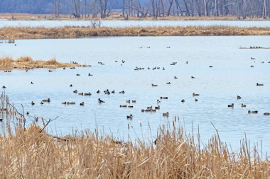 Wisconsin 'deki Kaz Adası Eyalet Parkı' nda Mississippi Flyway boyunca göç eden su kuşları.