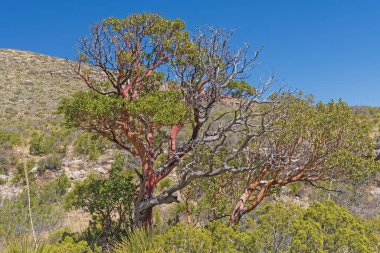 Texas Madrone Ağacı Teksas 'taki Guadalupe Dağları Ulusal Parkı' ndaki Çöl Baharı 'nda.