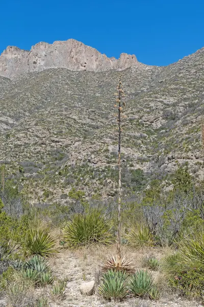 Century Plant Stalk in a Desert Mountain Landscape in Gaudalupe Mountains National Park in Texas