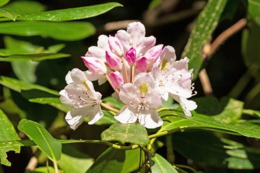 Virginia 'daki Blue Ridge Parkway' deki Dağlarda Açan Rhododendron