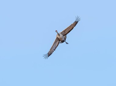 Kearny, Nebraska yakınlarındaki bir iniş için Sandhill Crane yaklaşıyor.