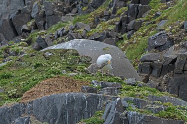 Svalbard Adaları 'ndaki Alkefjelletof' un bir ada yuvasında tavuğuyla Glaucous Gull