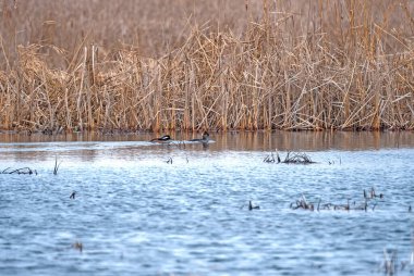 Wisconsin Horicon Bataklığı 'ndaki bir gölde bir çift Başlıklı Merganser.