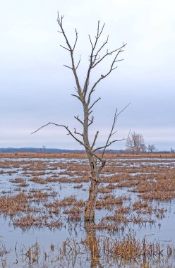 Lonley Ağacı, Wisconsin 'deki Horican Bataklığı' ndaki Büyük bir Mashland 'da.
