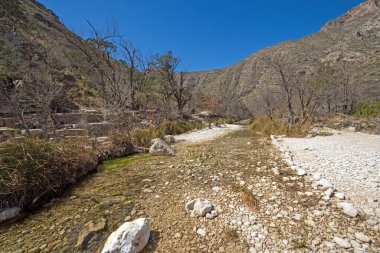 Teksas 'taki Guadalupe Dağları Ulusal Parkı' ndaki Çöl Dağlarında Akan Bahar