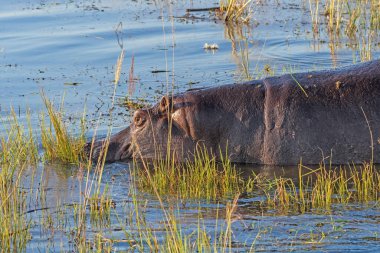 Botswana 'daki Chobe Nehri' ndeki nehir otlaklarında su aygırı otluyor.