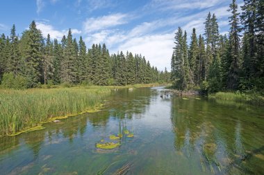 Saskatchewan 'daki Prens Edward Ulusal Parkı' ndaki Waskesiu Nehri 'ndeki Ot ve Orman Irmağı