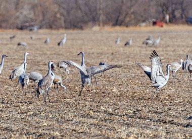 Kearney, Nebraska yakınlarındaki bir tarlada sergilenen Sandhill Turnaları