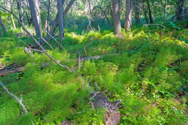 Saskatchewan 'daki Prens Albert Ulusal Parkı' nda Orman zeminini kaplayan Atkuyruğu