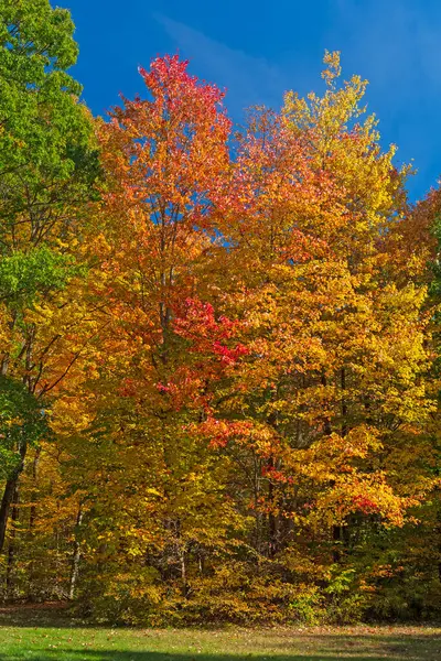 Autumn Colors Quiet Grove Cuyahoga Valley National Park Ohio Royalty Free Stock Photos