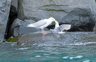 Glaucous Gull Killing a Kittiwake at Alkefjellet; in the Svalbard Islands clipart