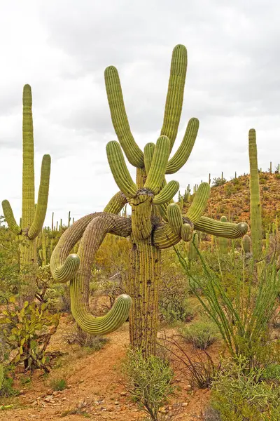 Çarpık, Birçok Silahlı Saguaro Arizona 'daki Saguaro Ulusal Parkı' nda çölde