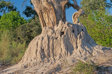 Large Termite Mound Enveloping a Tree Trunk in the Okavango Delta in Botswana clipart