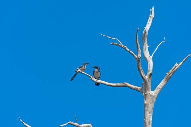 A pair of California Scrub Jays in a Tree in Cuyamaca Rancho State Park in California clipart