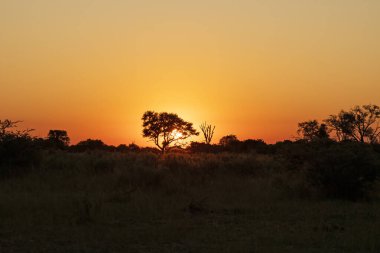 Botswana 'da Okavango Deltası' nda gün batımı