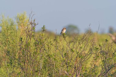 Botswana 'daki Okavango Deltasında Beyaz Kaşlı Serçe Weaver.
