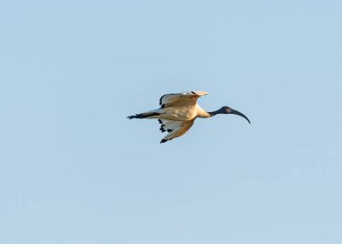 Botswana 'daki Okavango Deltası üzerinde uçan kutsal bir Ibis.