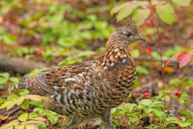 Ruffed grouse in a Pastel Forest in Grass River Provincial Park in Manitoba clipart