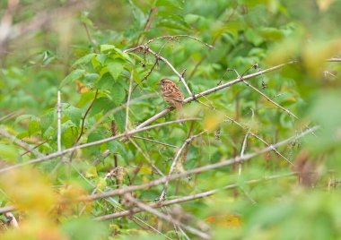 Lincoln Sparrow Manitoba 'daki Grass River İl Parkı' ndaki Ormanda Uçuyor