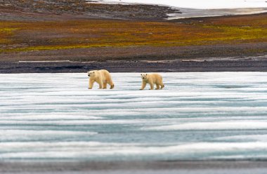 Kutup Ayısı Yavrusu Svalbard Adalarında Anne 'yi Buzda İzliyor