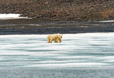 Kutup Ayısı Anne ve Yavrusu Svalbard Adaları 'nda Yakın Kalıyor