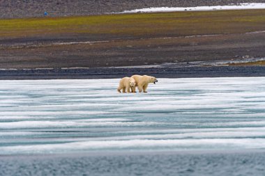 Kutup Ayısı, Svalbard Adaları 'ndaki Buzda İz Yakalı.