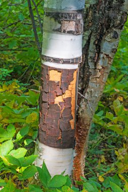Eroding Birch Bark in the Sun in Paint Lake Provincial Park, Manitoba