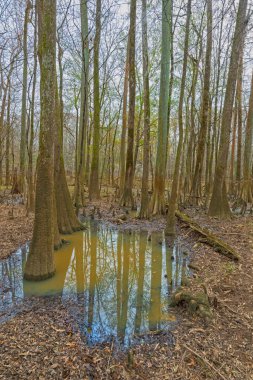 Güney Carolina 'daki Congaree Ulusal Parkı' ndaki Bottomland Bataklıkları 'nda Tupelo ve Cypress.