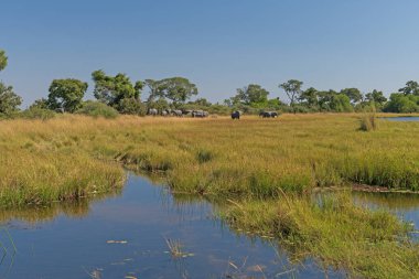 Botsvana 'daki Okavngo Deltası' nda fil sürüsü.