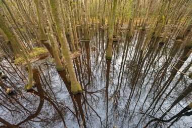 Güney Carolina 'daki Congaree Ulusal Parkı' nın derinliklerindeki Orman Yansımaları