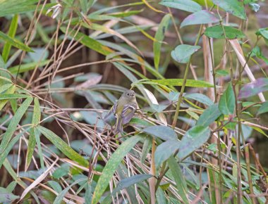 Güney Carolina 'daki Congaree Ulusal Parkı' nda, Ormanda Kralın tacını takan bir Ruby.