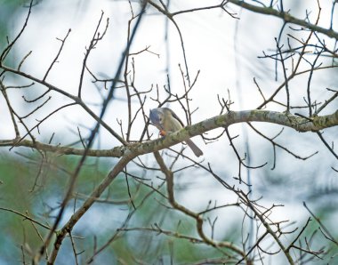 Teksas 'taki Büyük Çalılık Ulusal Koruma Alanında, Ormanda Beslenen Bir Tüylü Titmouse.