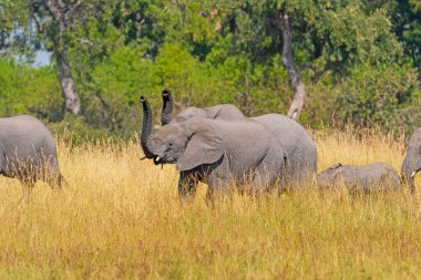 Botswana 'daki Okavango Deltası' nda filler hortumlarıyla havayı kokluyor.