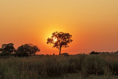 Botswana 'da Okavango Deltası' nda gün doğumu