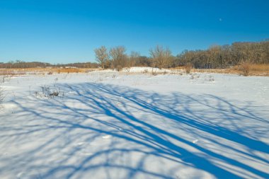 Illinois 'deki Paul Douglas Konservesi' nde donmuş bir arazide Mavi Ağaç Gölgeleri