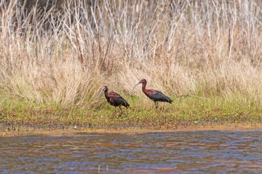 Virginia 'daki Chincoteague Ulusal Yaban Hayatı Sığınağı' nda Sulak Bölge 'de devriye gezen bir çift Ibis.