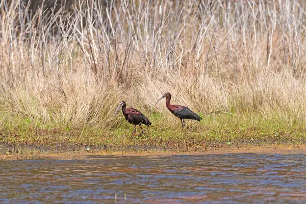 stock image A Pair of Glossy Ibis Patrolling a Wetland Shore in Chincoteague National Wildlife Refuge in Virginia