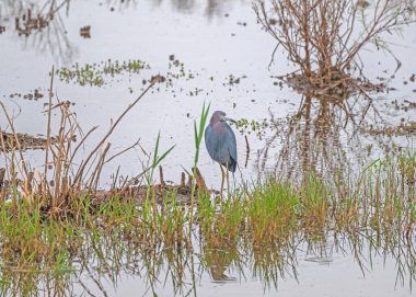 Little Blue Heron in a Wetland Pond in the Anahuac National Wildlife Refuge in Texas clipart