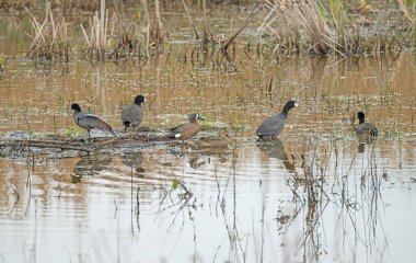 Coots and Teals in a Wetland Pond in the Anahuac National Wildlife Refuge in Texas clipart