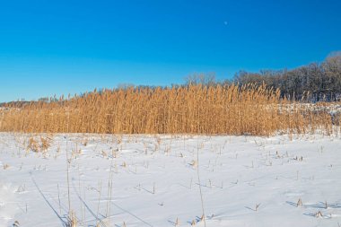 Illinois 'deki Paul Douglas Konservesi' nde Kış Battaniyesinde Çayır Çimenleri