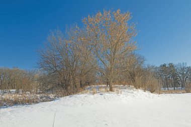 Illinois 'deki Paul Douglas Konservesi' nde Küçük Tepe 'de Görkemli Ağaç