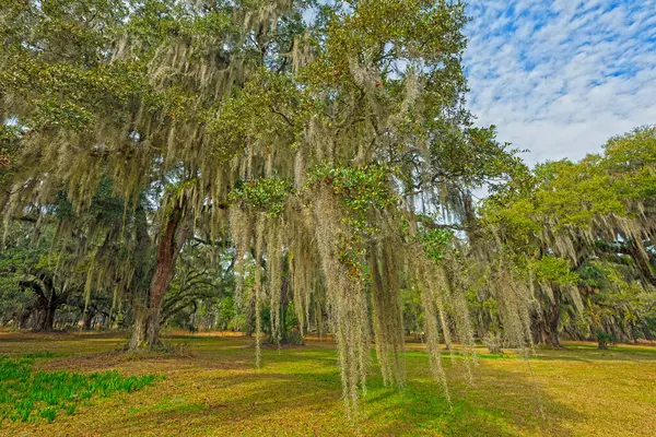 stock image LIve Oak and Spanish Moss on a Former Plantation