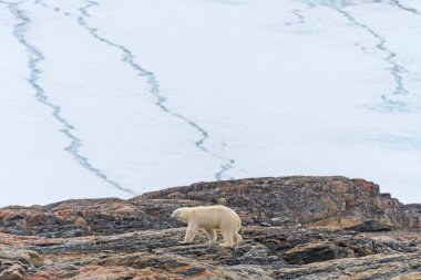 Svalbard Adaları 'ndaki Besselsbreen' de devasa bir buzulun altında yürüyen kutup ayısı.