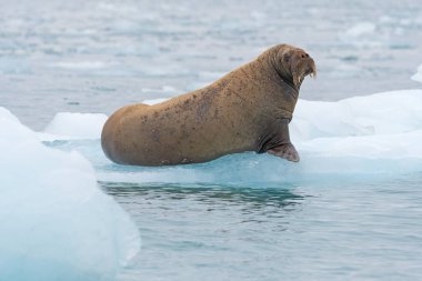 Grimsi Deniz Aygırı Svalbard Adaları 'ndaki Nordaustlandet yakınlarında bir buzdağında oturuyor.