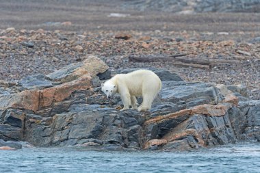 Polar Bear on a Lonely  Arctic Shore on Bresselbreen in the Svalbard Islands clipart