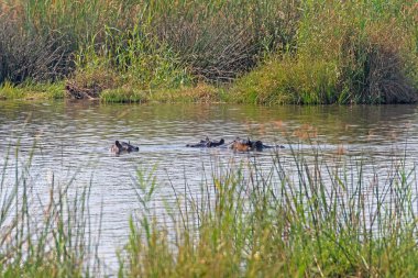 Botsvana 'daki Okavango Deltasında Su Aygırları Sahilde Pusuda Bekliyor